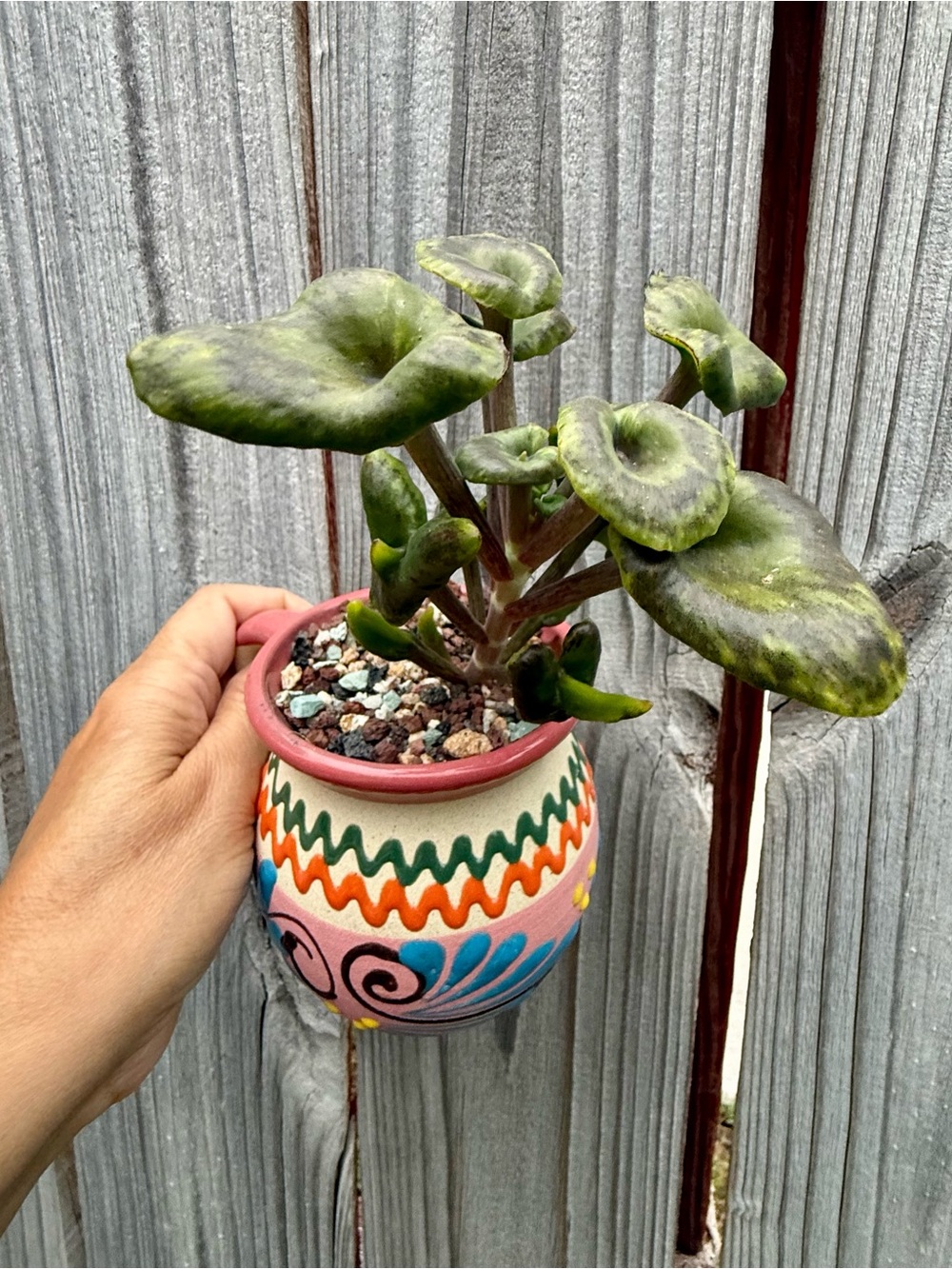 Extremely Rare & Exotic Live Succulent Plant in pot “Kalanchoe Angel Trumpet”